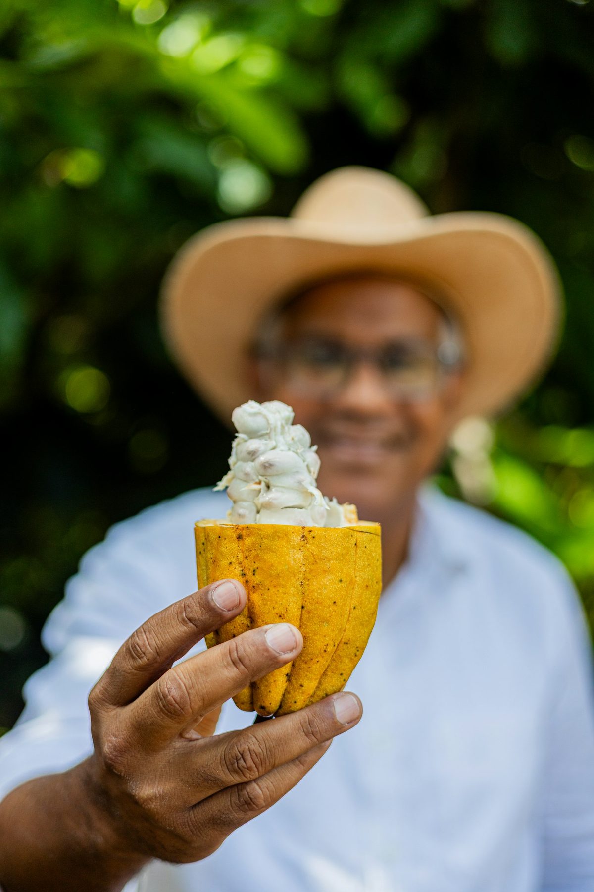 Người nông dân cầm nửa quả cacao chín với lớp cơm trắng bên trong